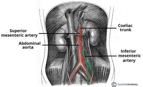 where is mesenteric artery located